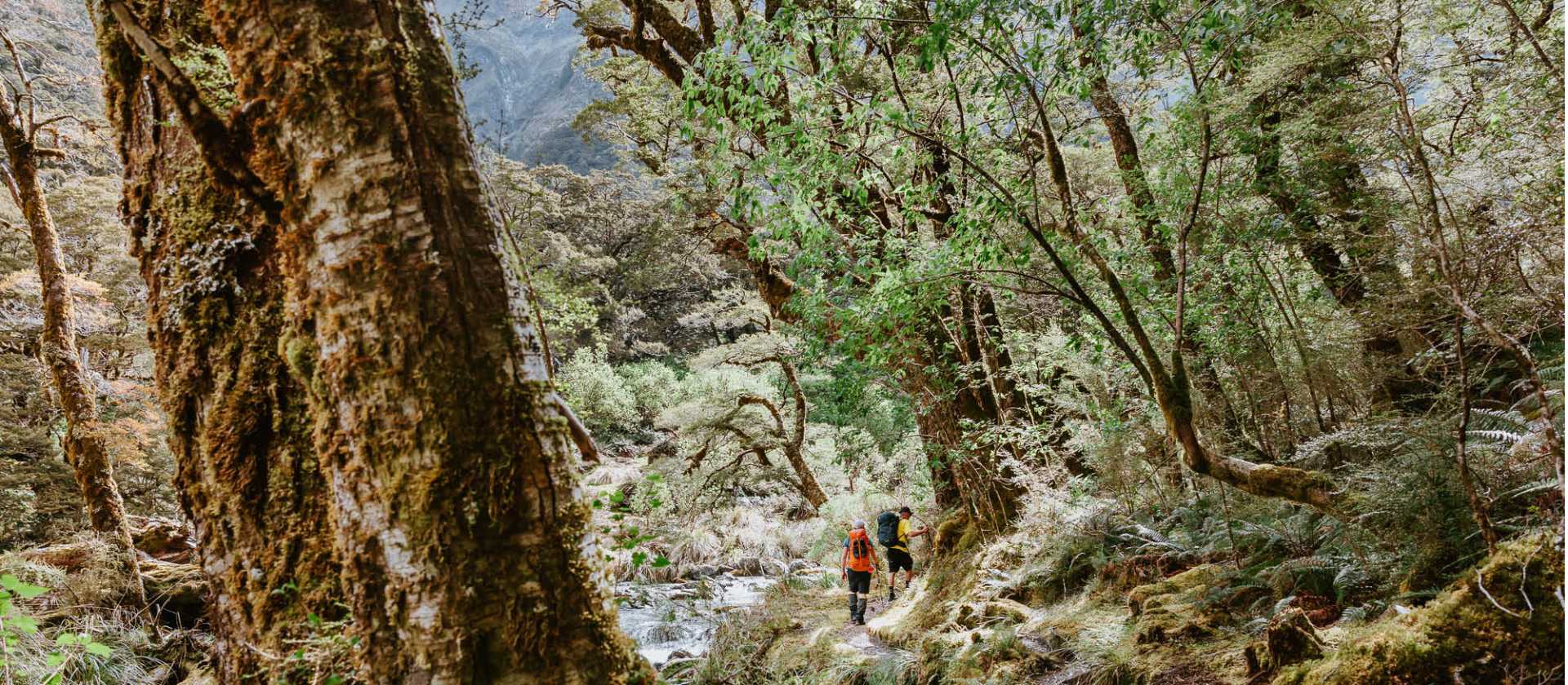Hiking deep into the lush New Zealand forests