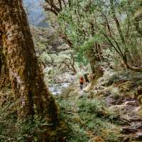 Hiking deep into the lush New Zealand forests