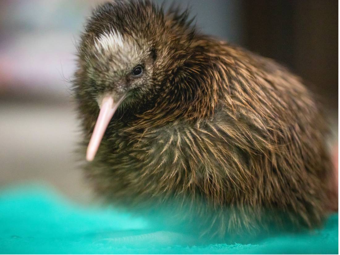 Spot a Kiwi at the Pukaha National Wildlife Centre |  <i>Miles Holden</i>