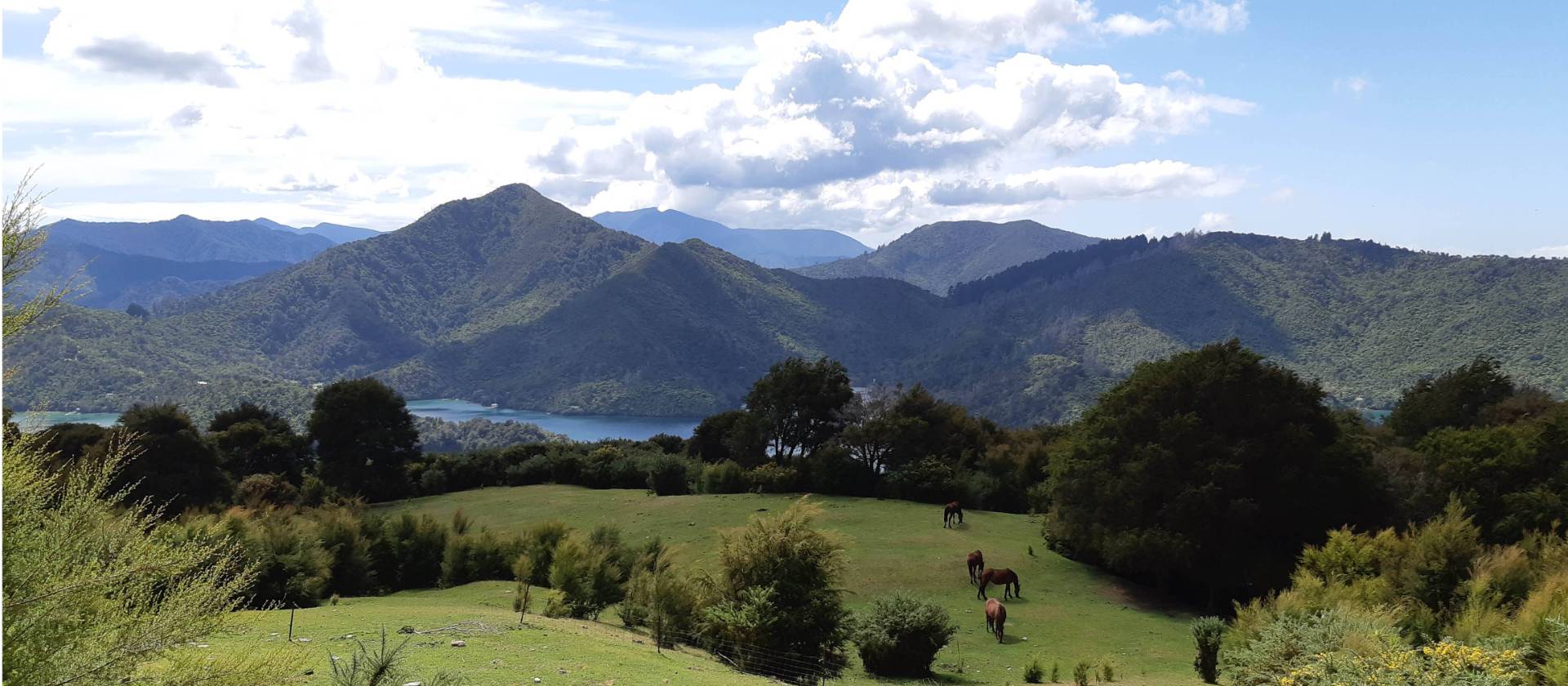 In amongst the beautiful scenery, horses graze | Kaye Wilson