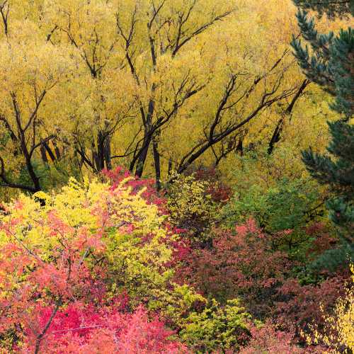 Autumn scene in Otago