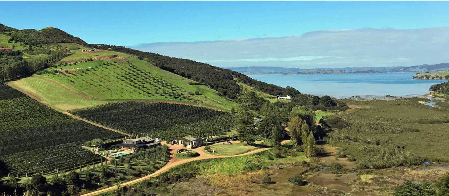 One of the many vineyard views to be seen from the Te Ara Hura on Waiheke | Gabrielle Young