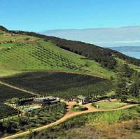 One of the many vineyard views to be seen from the Te Ara Hura on Waiheke | Gabrielle Young