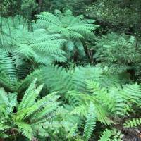 Bright greenery along the Hump Ridge Track |  <i>Janet Oldham</i>