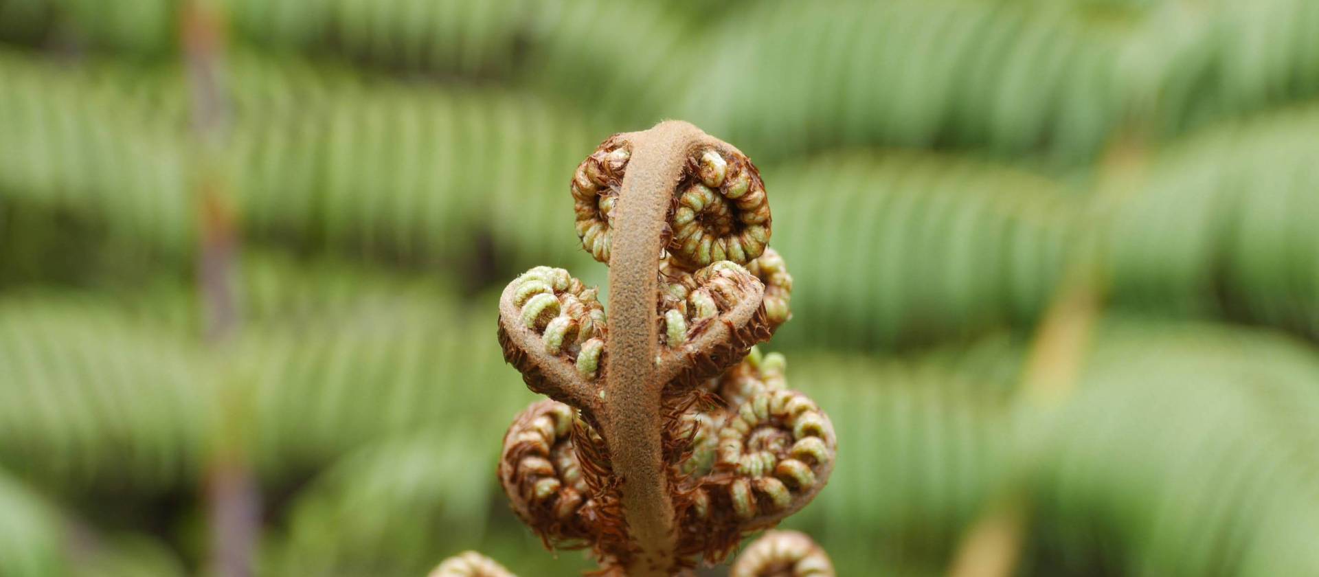 Forest therapy and new life | N Tambolash