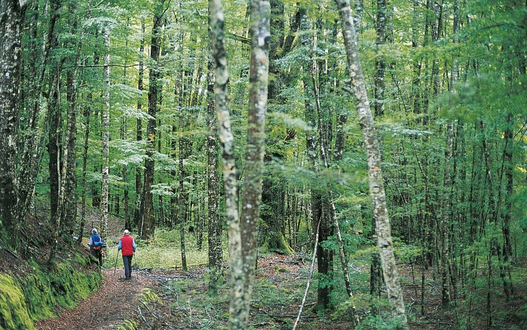 Southern Beach Forest track, Kepler Track