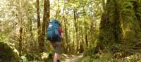 A walker enjoys the secluded and dense forest of the Old Ghost Road | Janet Oldham