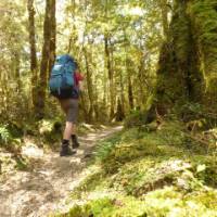 A walker enjoys the secluded and dense forest of the Old Ghost Road | Janet Oldham