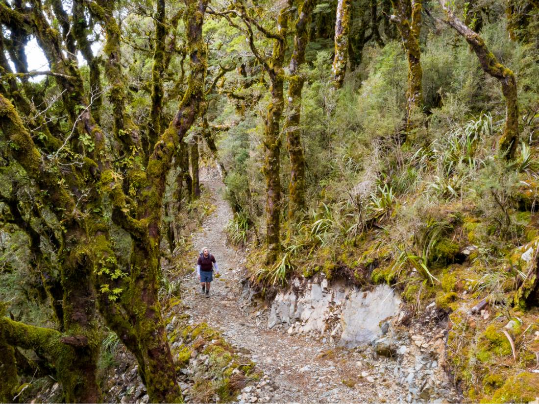 Hopefully no goblins end up jumping out of Goblin Forest |  <i>Jase Blair (Tourism New Zealand)</i>