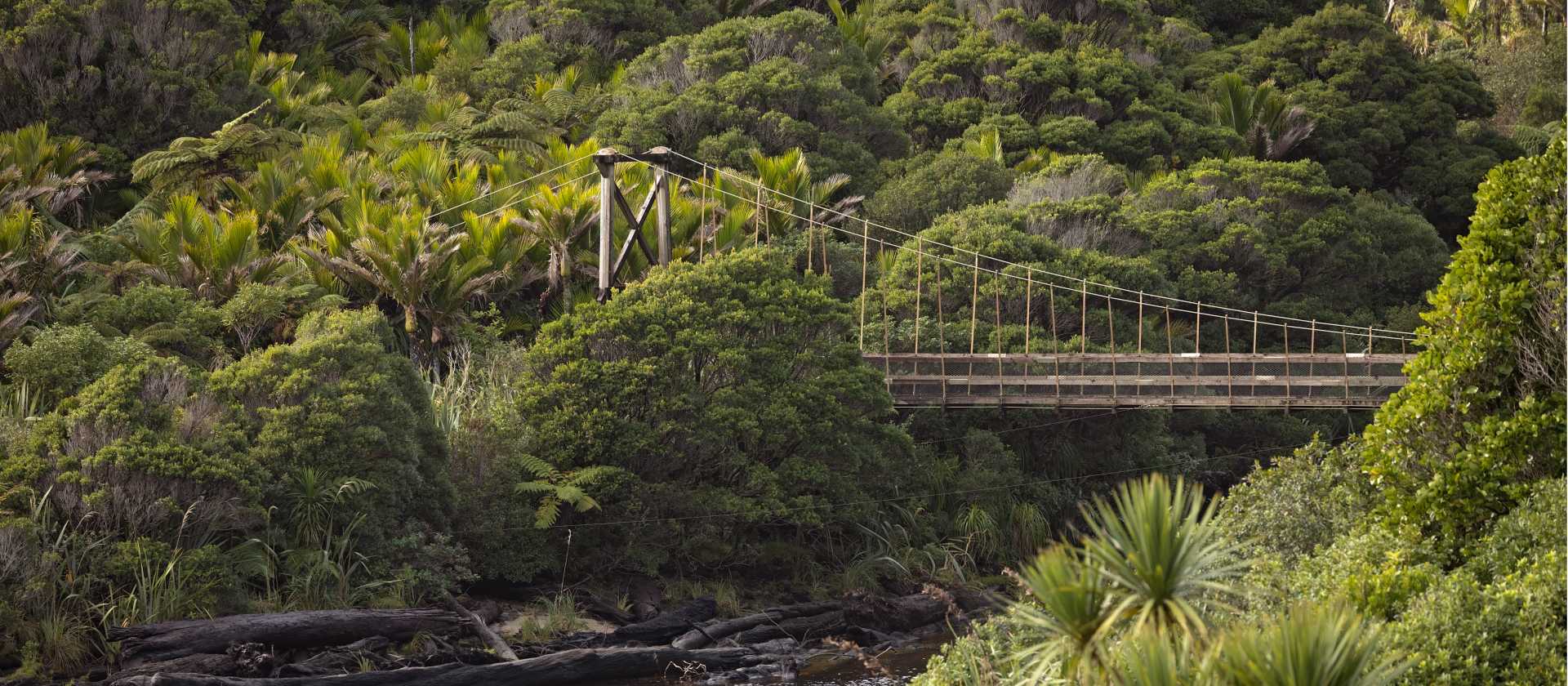 Explore the lush rainforest along the Heaphy Track | Clint Trahan