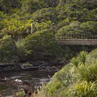Explore the lush rainforest along the Heaphy Track | Clint Trahan