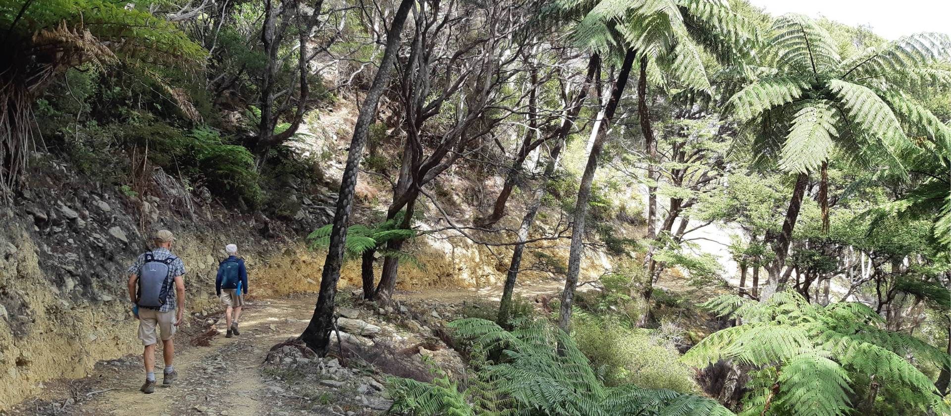 Plenty of space to walk at your pace along the Queen Charlotte track | Kaye Wilson