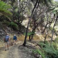 Plenty of space to walk at your pace along the Queen Charlotte track | Kaye Wilson