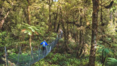 Trekking along the Hump Ridge swing bridge - Great South - credit: Liz Carlson | Liz Carlson