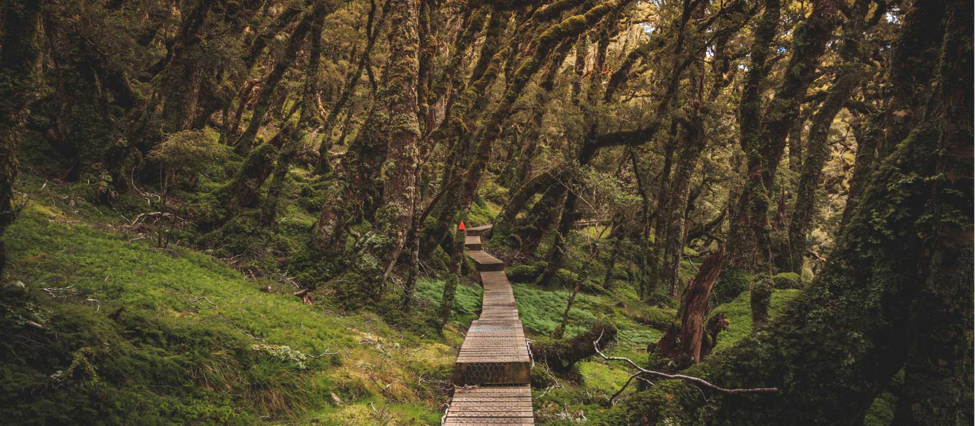 Hump Ridge Track - Great South NZ | Liz Carlson