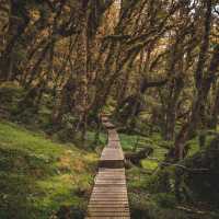 Hump Ridge Track - Great South NZ | Liz Carlson