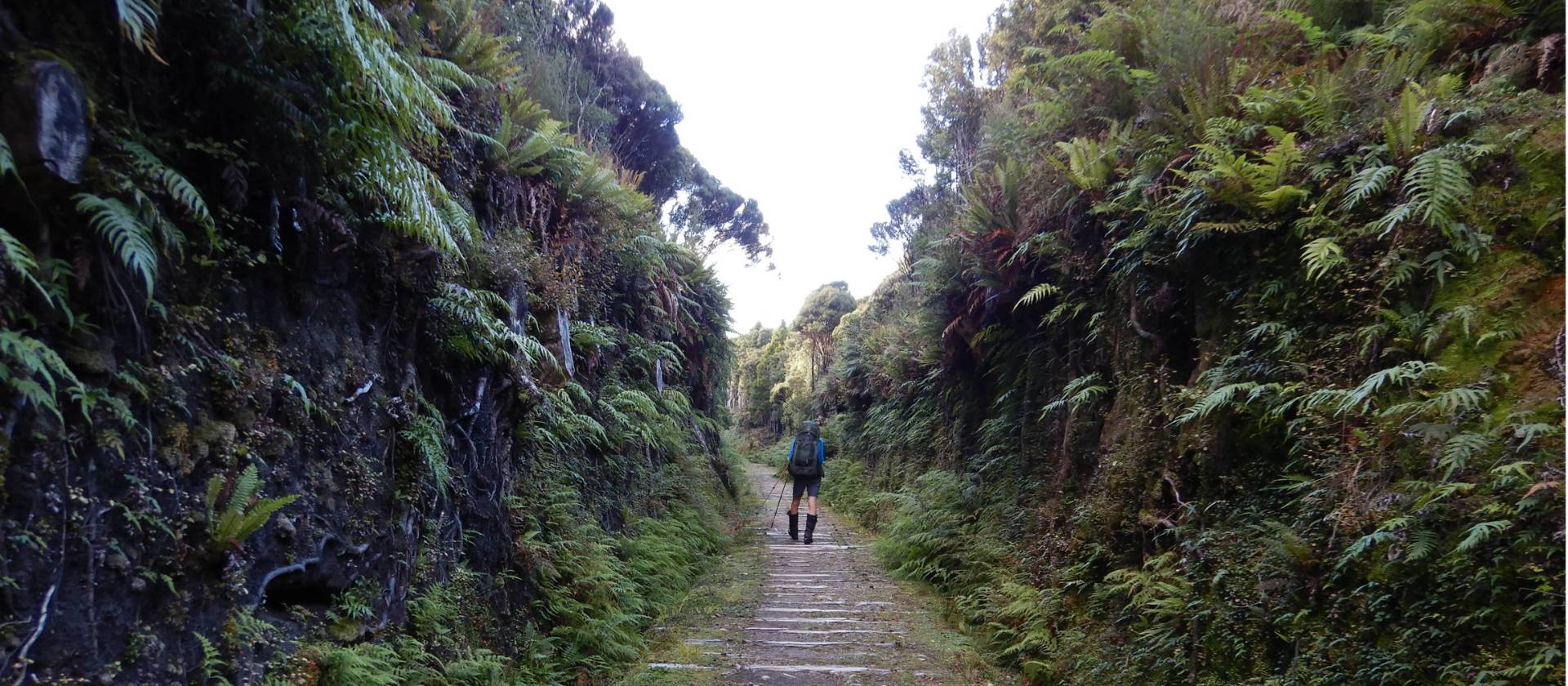 The trail follows the old logging tramway with original cuttings, embankments and sleepers still in place | Sandra Appleby