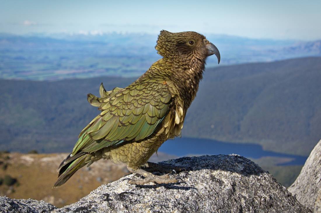 This Kea seems to be taking in the alpine views |  <i>Tomas Sobek</i>