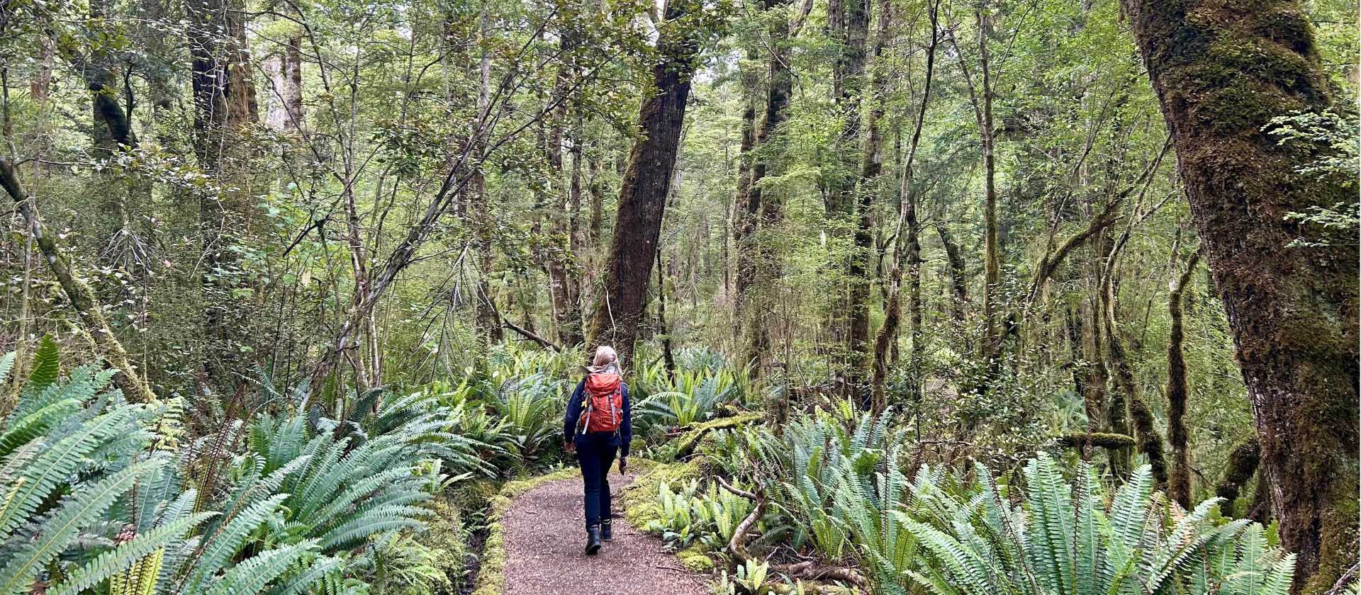 A walker enjoying the rainforest trails on the Kepler Track | N Tambolash