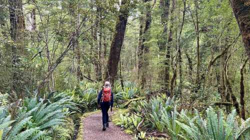 A walker enjoying the rainforest trails on the Kepler Track | N Tambolash