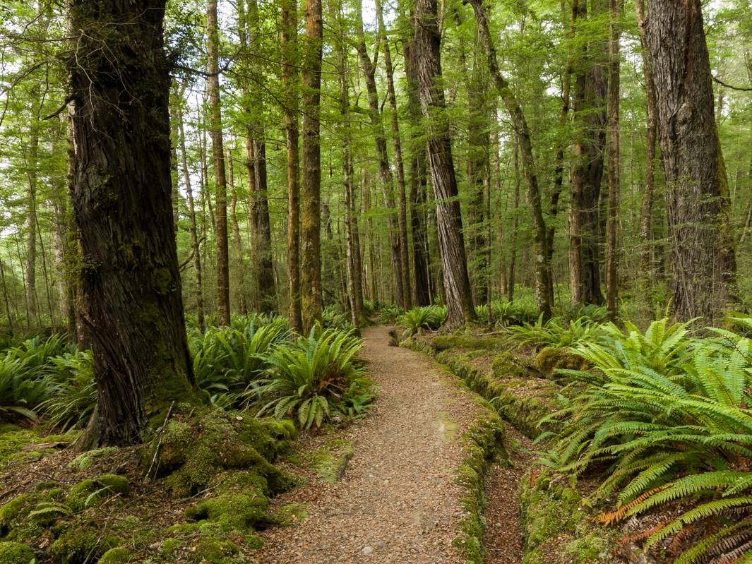 Walking through native forest on the Kepler Track along the Waiau River |  <i>Douglas McKay</i>