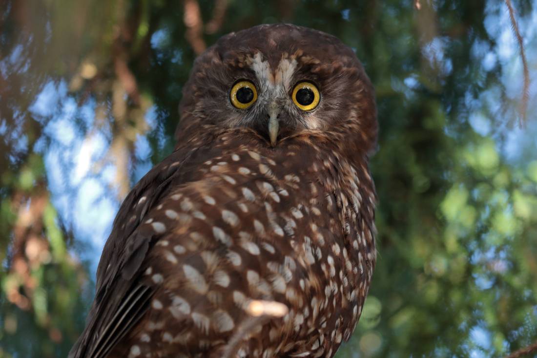 This Morepork is trying super hard not to blink |  <i>Tony Stoddard</i>
