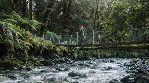 Stunning streams surrounded by remote wilderness along the Hollyford