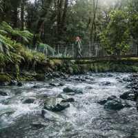 Stunning streams surrounded by remote wilderness along the Hollyford