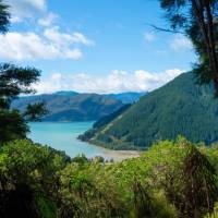 Out of the forests you can see stunning views of the bays | MarlboroughNZ