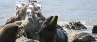 Some of the friendly locals basking in the Kaikoura sunshine | Janet Oldham