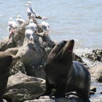 Some of the friendly locals basking in the Kaikoura sunshine | Janet Oldham