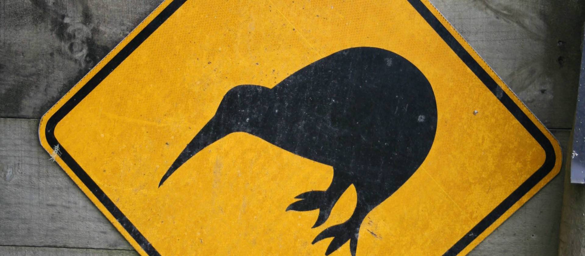 The best place to see one of these in the wild is Stewart Island | Janet Oldham