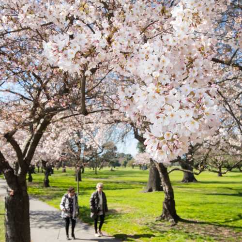 Enjoying a stroll through the spring blossoms in Christchurch