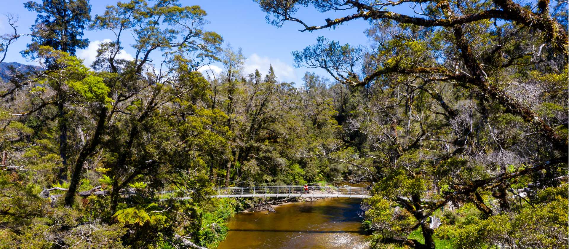 The Paparoa Track features a number of swing bridges | Jase Blair (Tourism New Zealand)