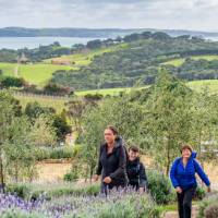 Walking doesn't have to be hard work, especially when you get to enjoy the Waiheke vineyards | Gabrielle Young