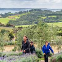 Walking doesn't have to be hard work, especially when you get to enjoy the Waiheke vineyards | Gabrielle Young