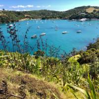 A full harbour can be seen from the Te Ara Hura trail on Waiheke on a summers day | Natalie Tambolash