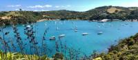 A full harbour can be seen from the Te Ara Hura trail on Waiheke on a summers day | Natalie Tambolash