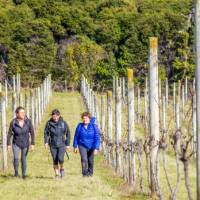 A group of walkers enjoy the trails through the vineyards on Waiheke | Gabrielle Young