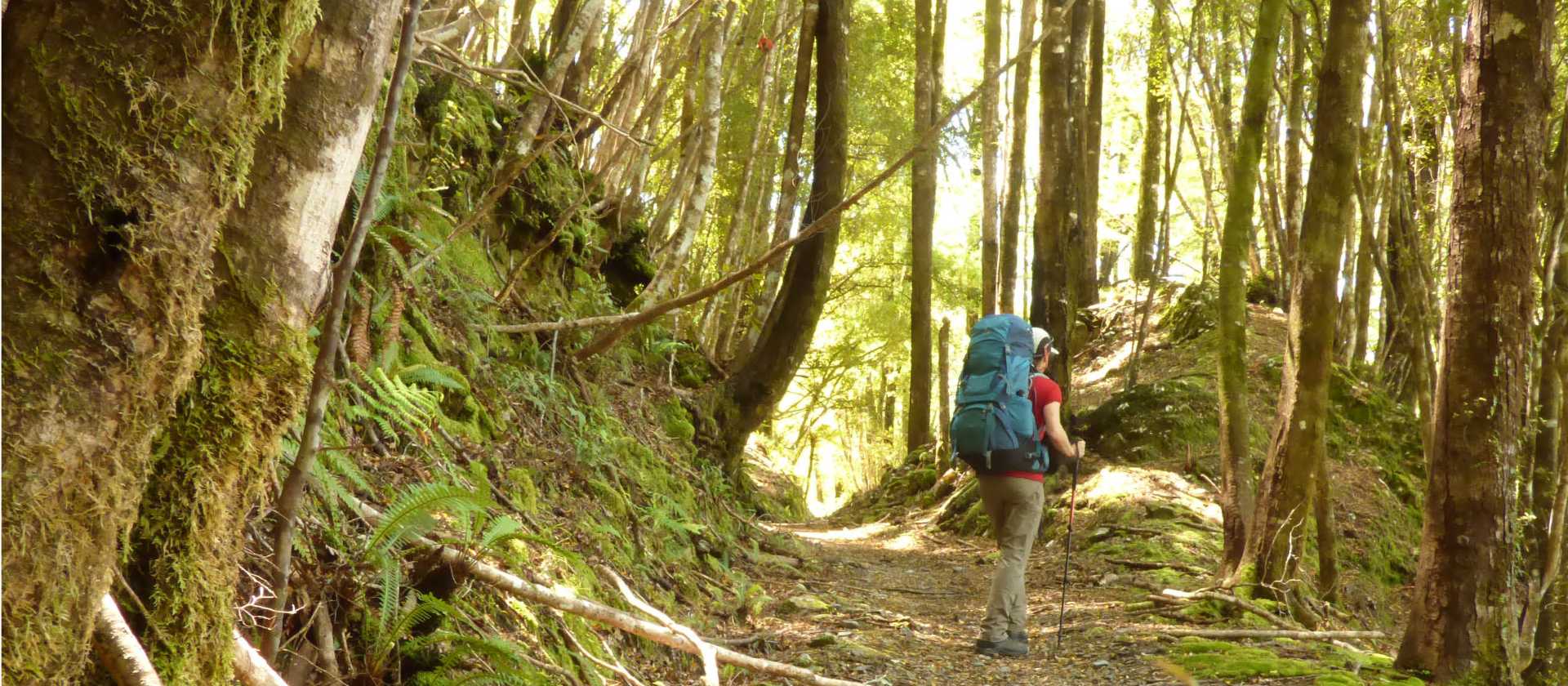 A walker enjoys the shade of the forest on the Old Ghost Road | Janet Oldham