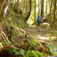 A walker enjoys the shade of the forest on the Old Ghost Road | Janet Oldham