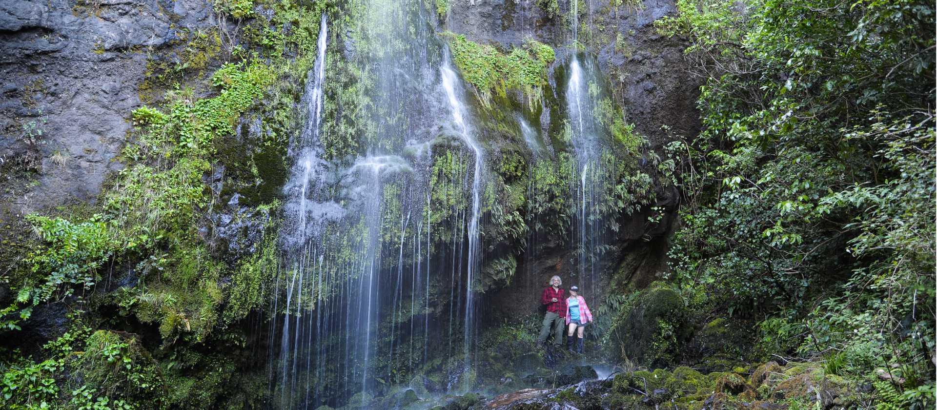 Witness native vegetation and beautiful waterfalls on the Banks Peninsula