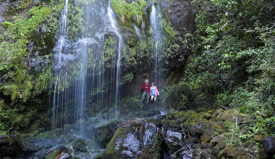 Witness native vegetation and beautiful waterfalls on the Banks Peninsula