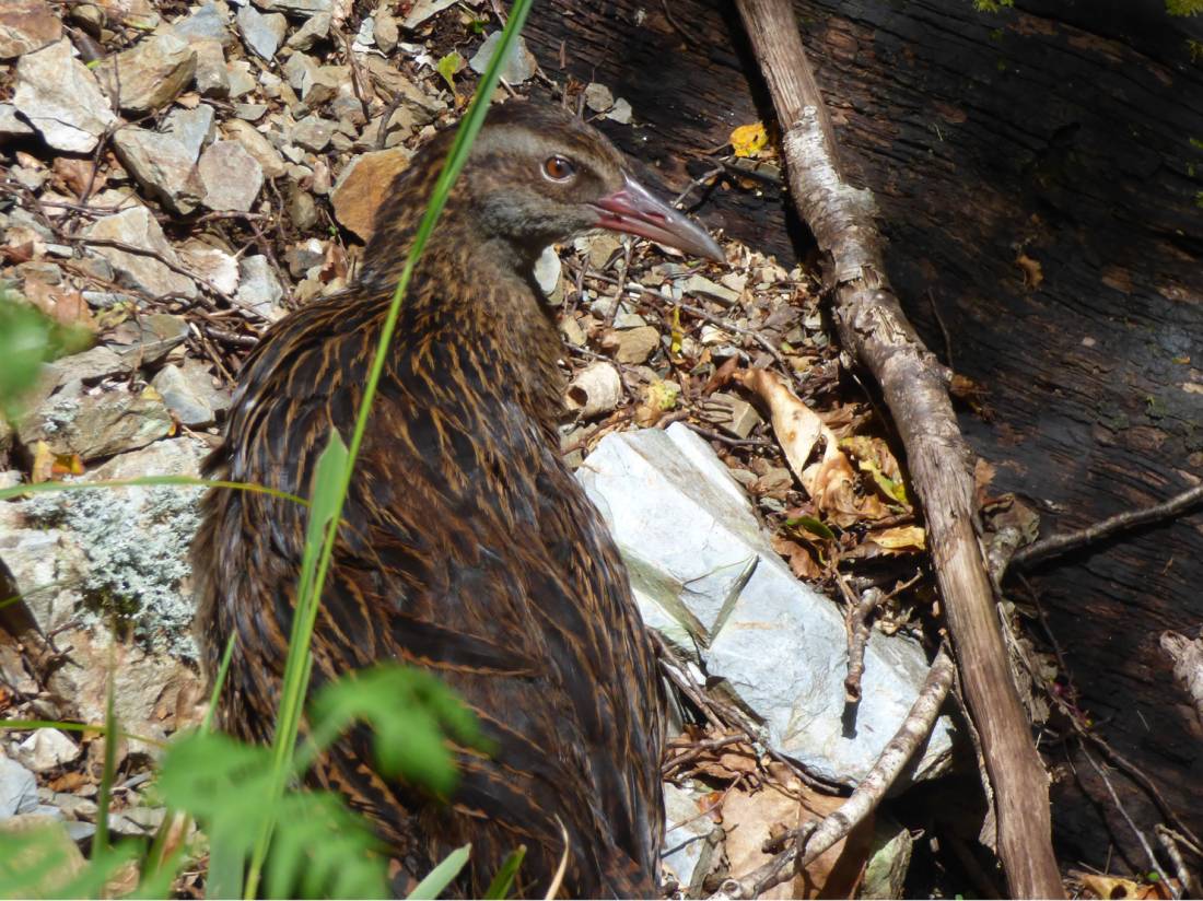 The flightless Weka, endemic to New Zealand and part of the wildlife found on the Old Ghost Road |  <i>Janet Oldham</i>