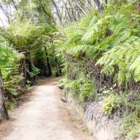 The well formed tracks in the Abel Tasman | Natalie Tambolash