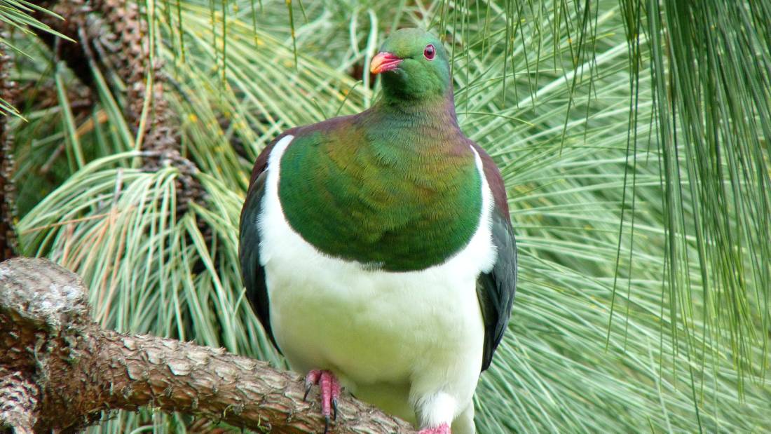 The Kereru or New Zealand Wood Pigeon |  <i>Andrea Lightfoot</i>