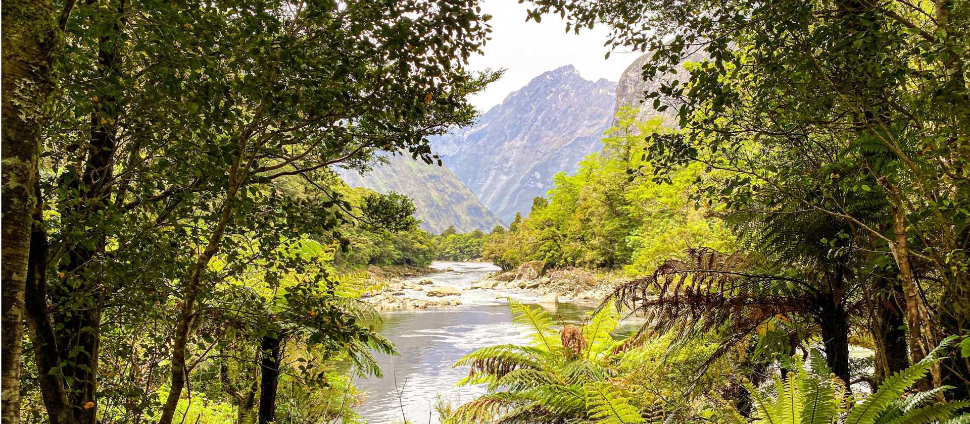 Walking through lush vegetation along the Milford Track | Mac Gaither