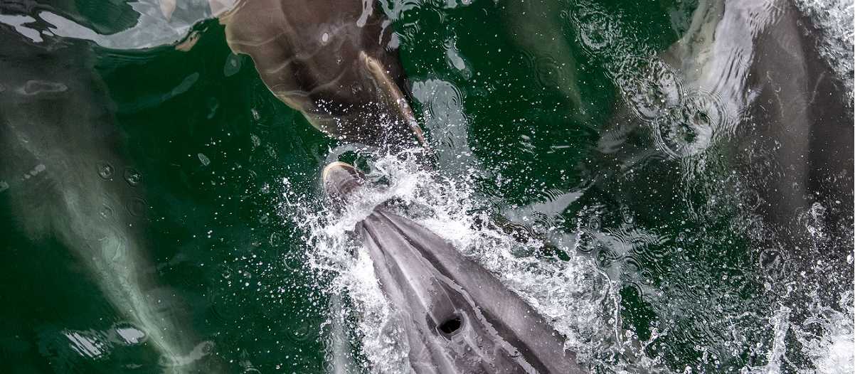 Dusky Dolphins | Steve Bradley