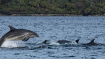 Playful dolphins, Dusky Sound