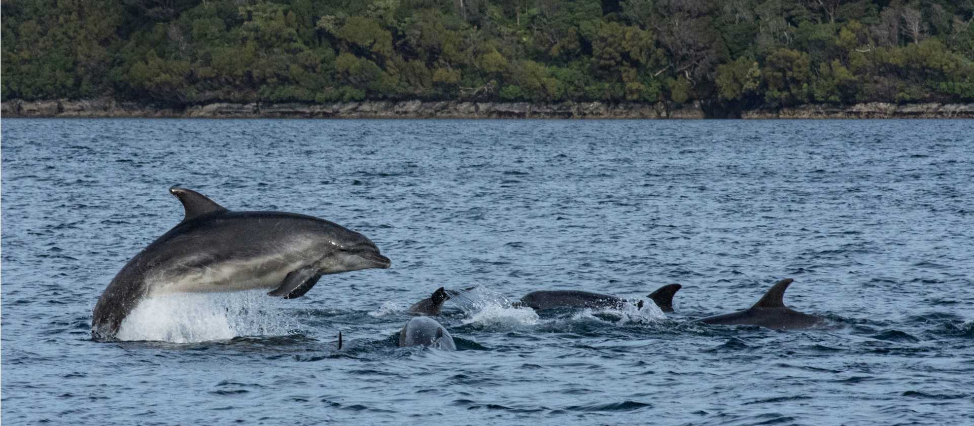 Playful dolphins, Dusky Sound | V Lubrick